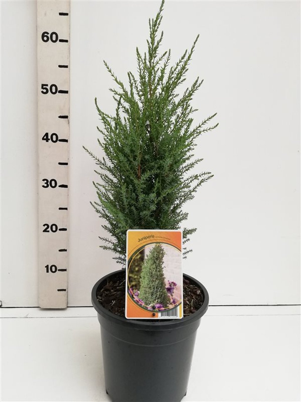 Juniperus comm. 'Compressa' - C3 40-50 CM
